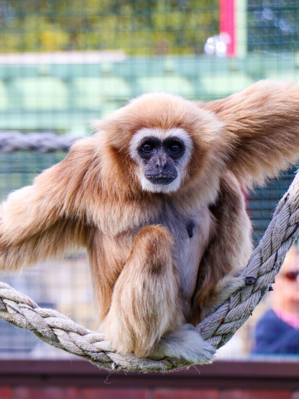 Lar Gibbon sitting on a rope
