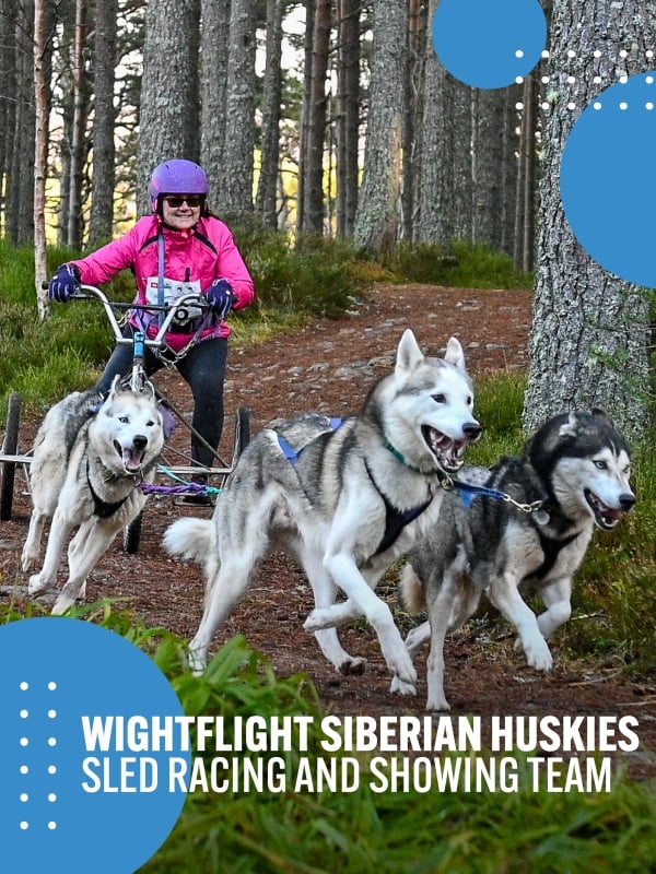 Island Ambassador - Wightflight Siberian Huskies