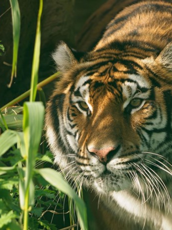 A tiger walking through the brush