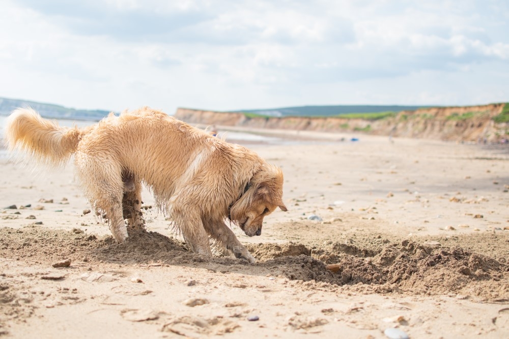 Deku at Brook Beach