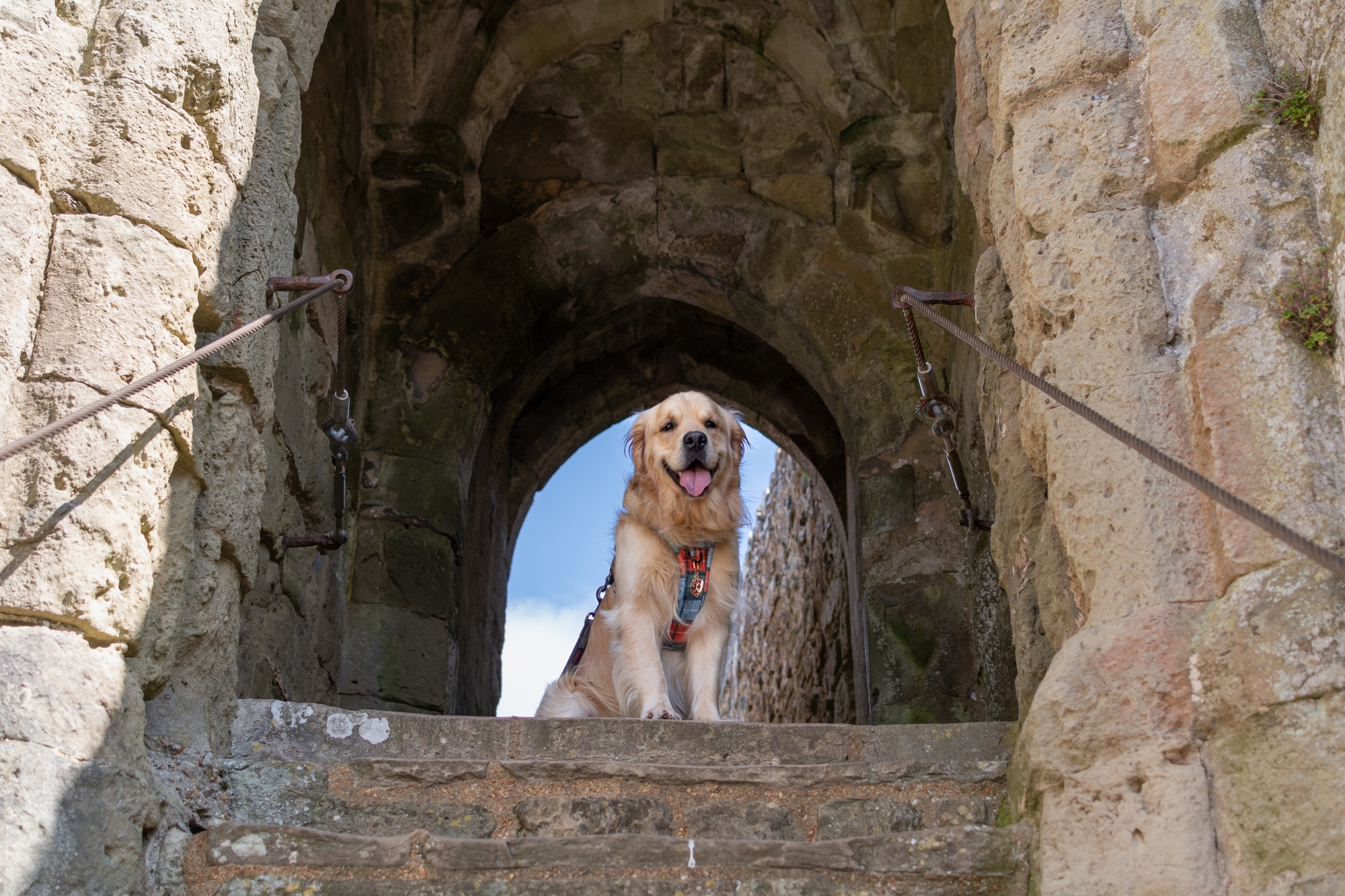 golden lab sat on top of stone stairs