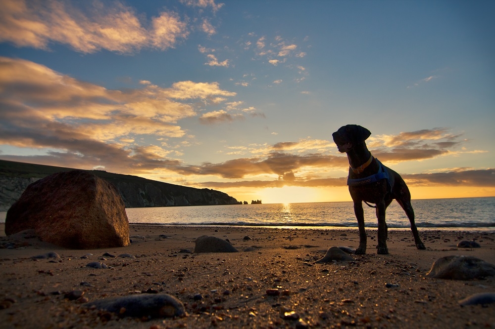 Beach Dog