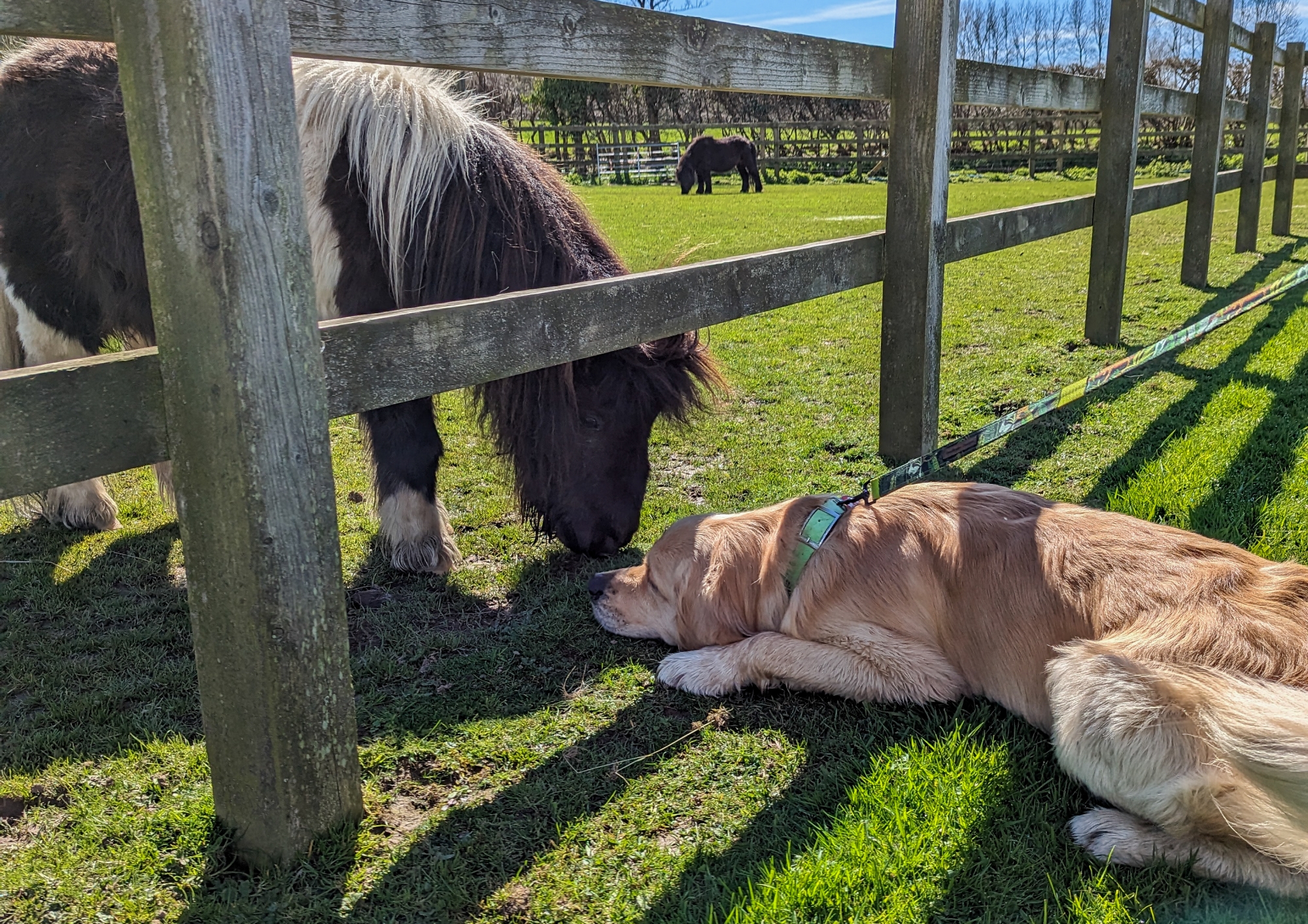 Golden lab laid on the ground, nose to nose with a shetland pony