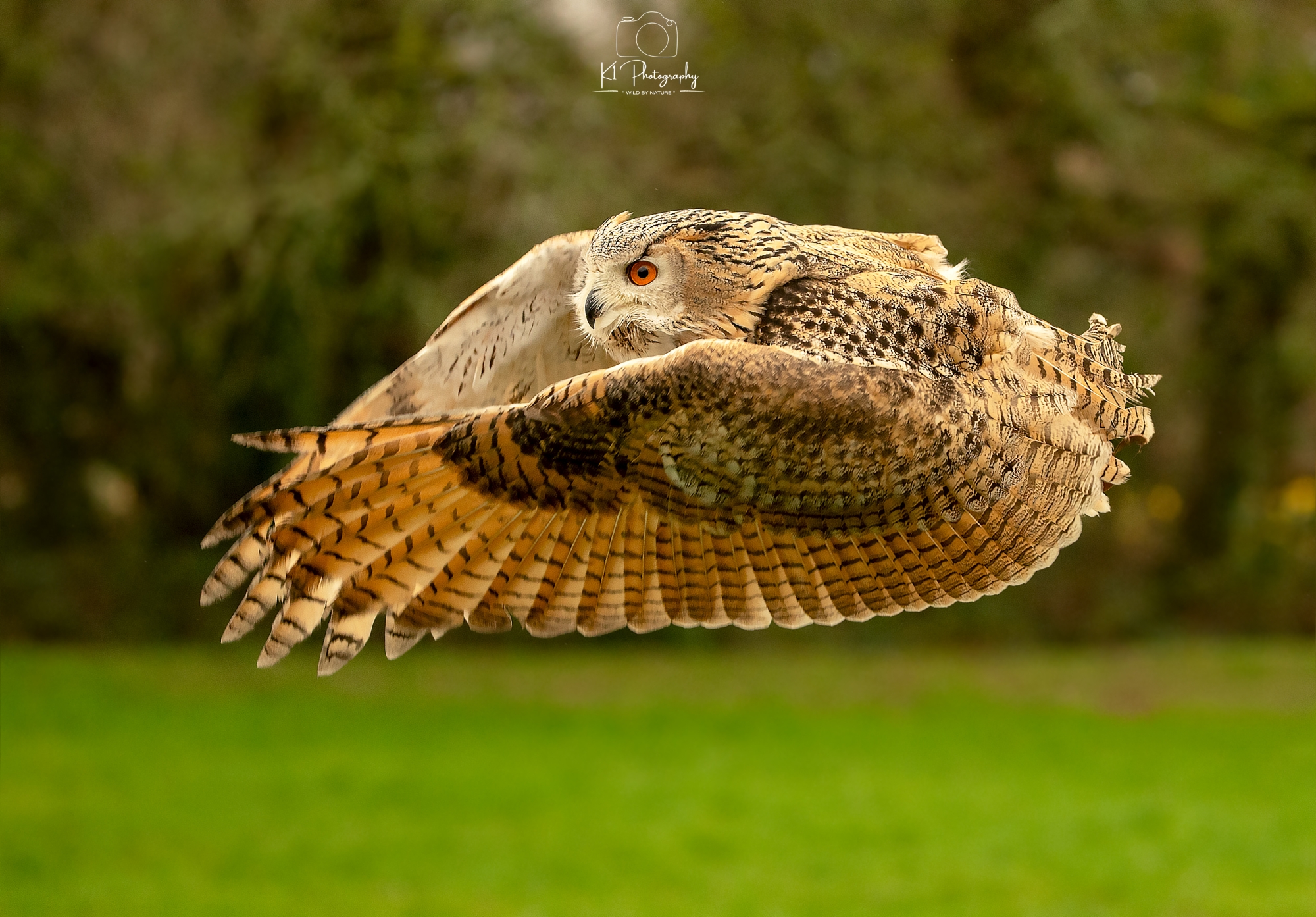 Falconry