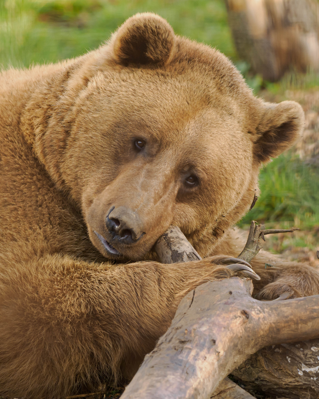 Bear at Wildheart Animal Sanctuary