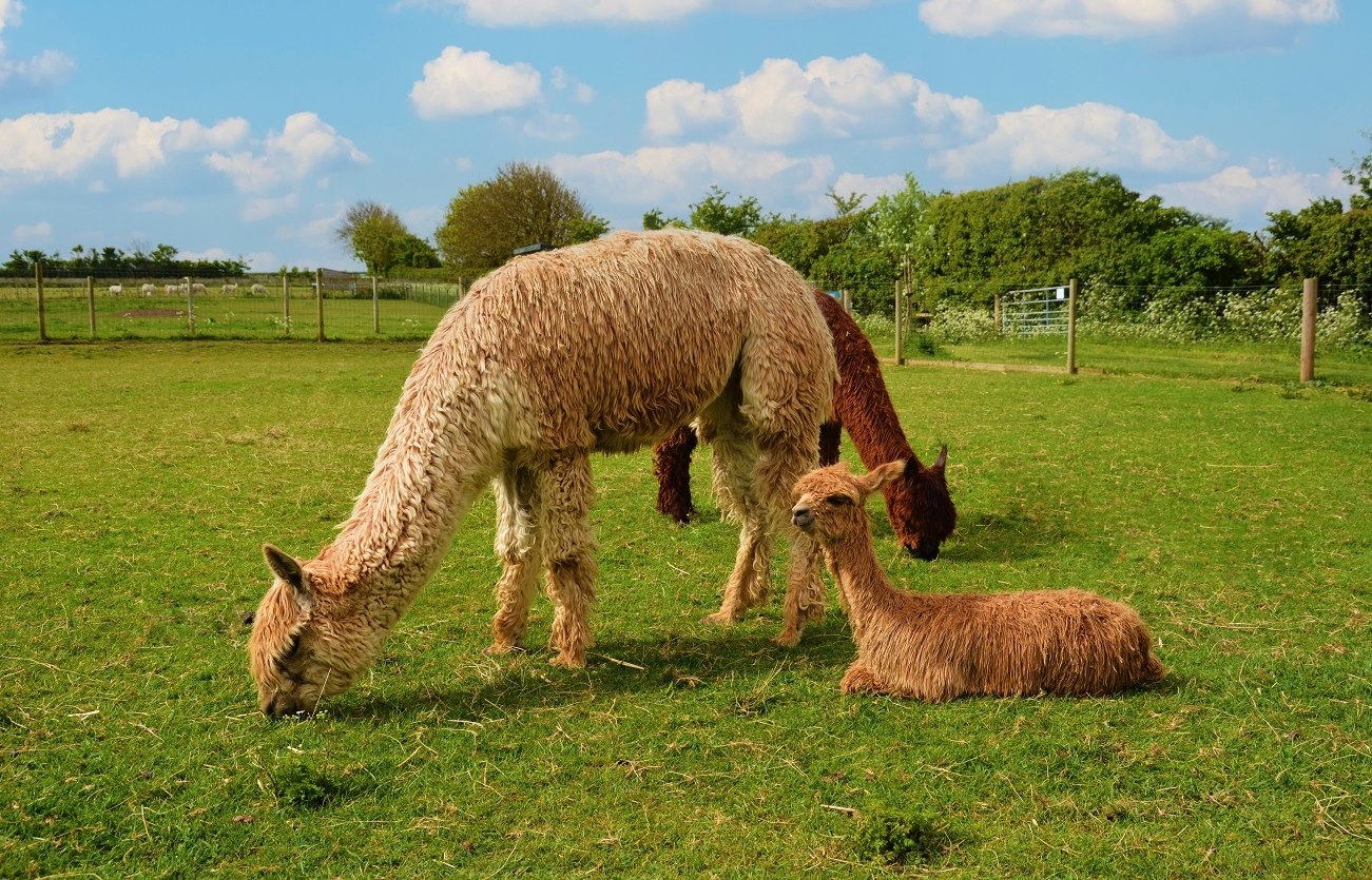 llama