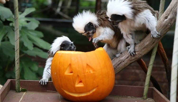 monkey with pumpkins