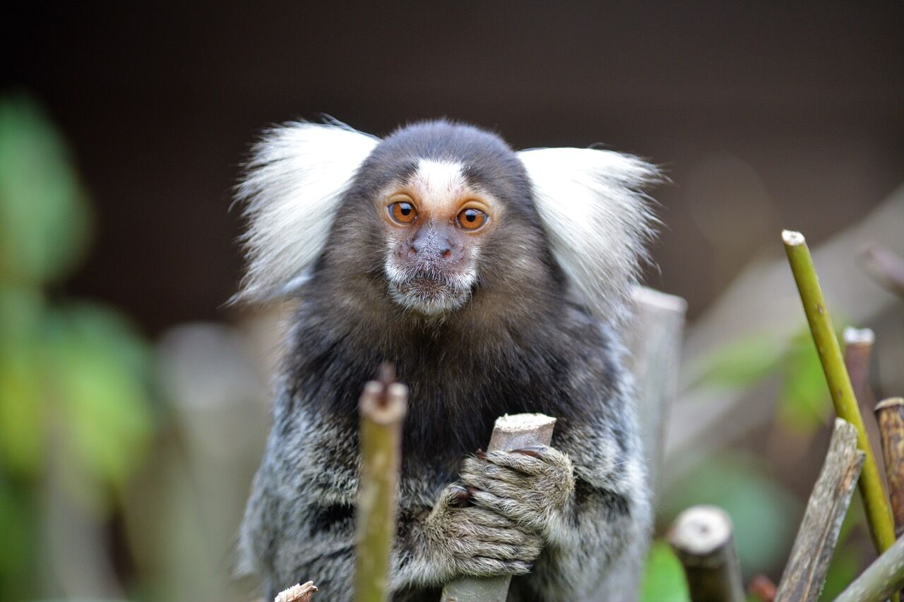 Monkey Haven Marmoset