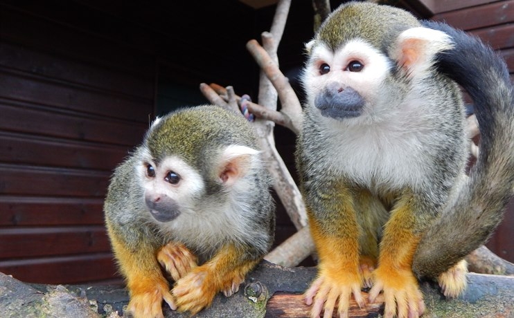 Two Squirrel monkeys on a branch