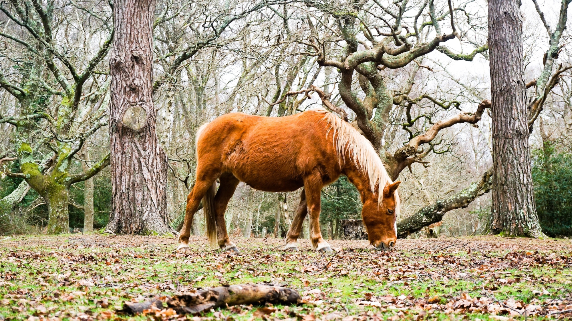 horse in woodland