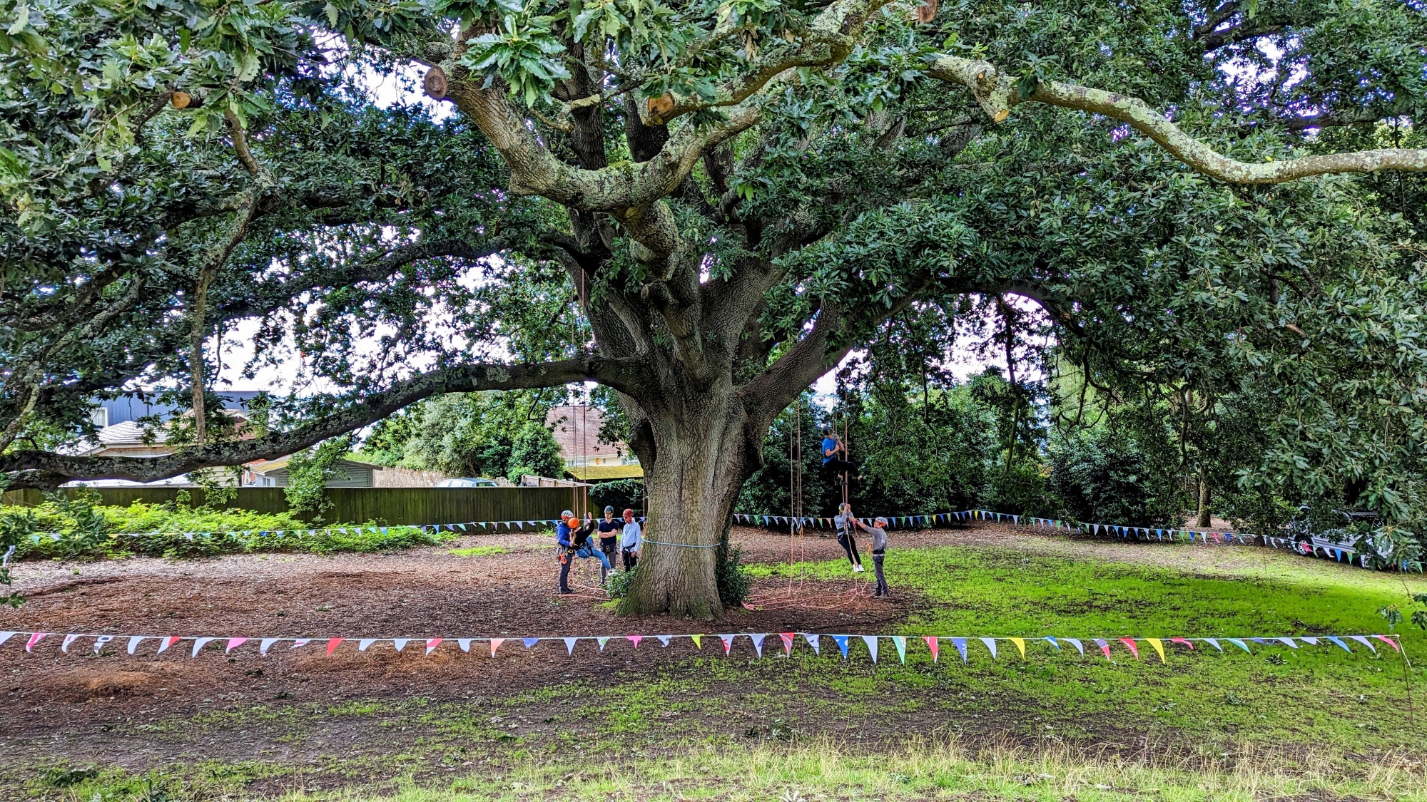 tree climbing