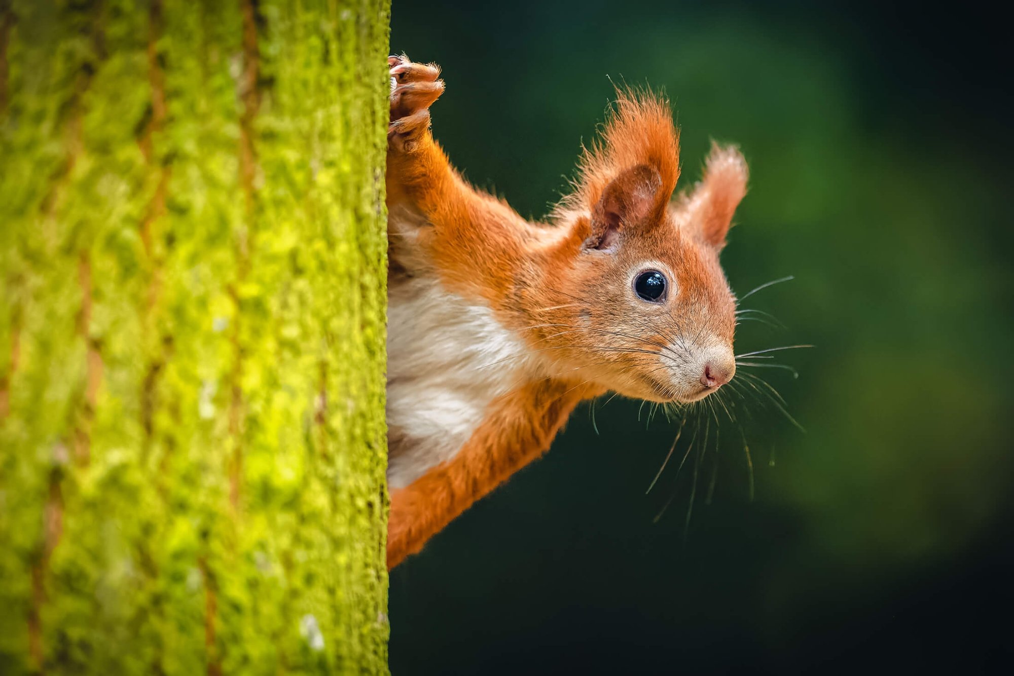 Alvestone Mead Nature Reserve