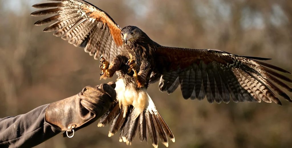 showing the full wingspan
