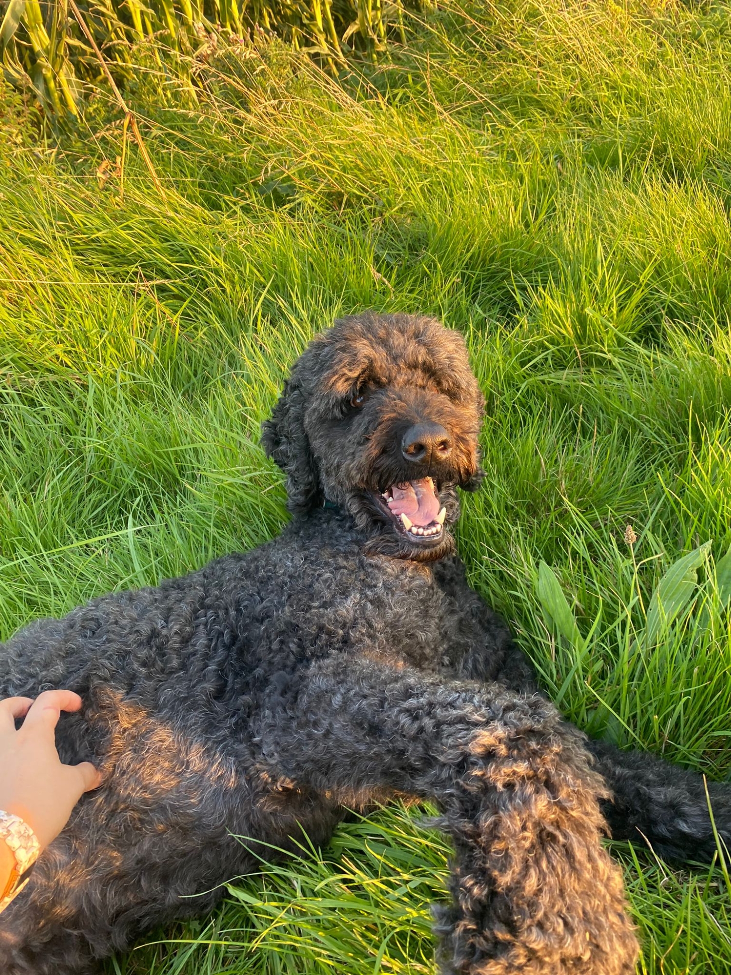 Dog laying on the grass