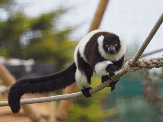 Wildheart Animal Sanctuary Lemur