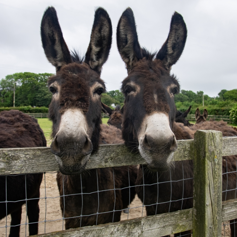 two donkeys stood behind a fence