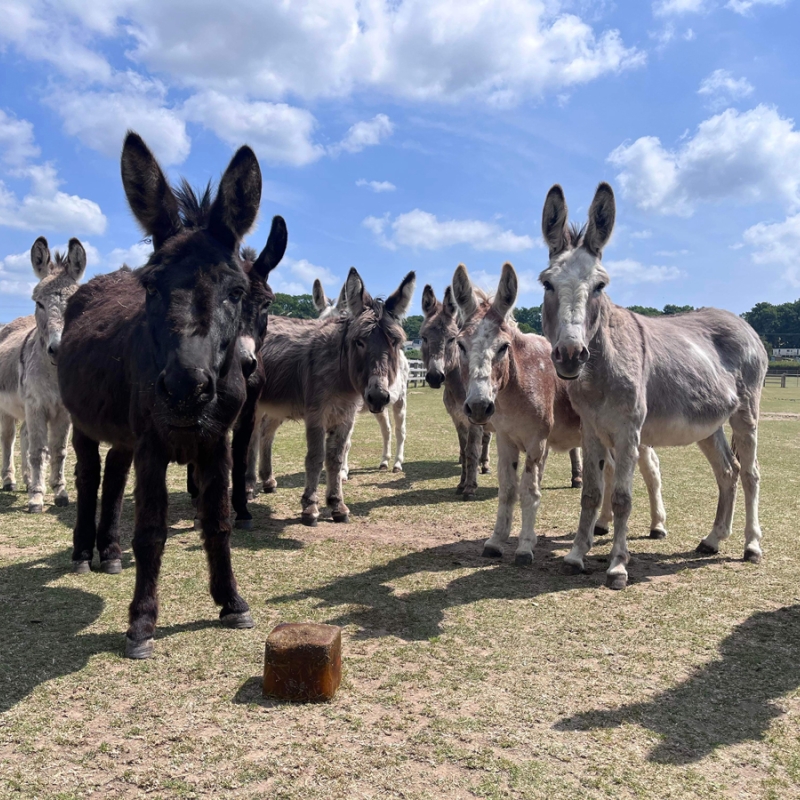 herd of donkeys looking at the camera