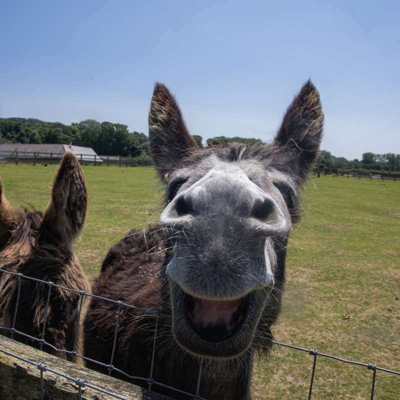 donkey smiling