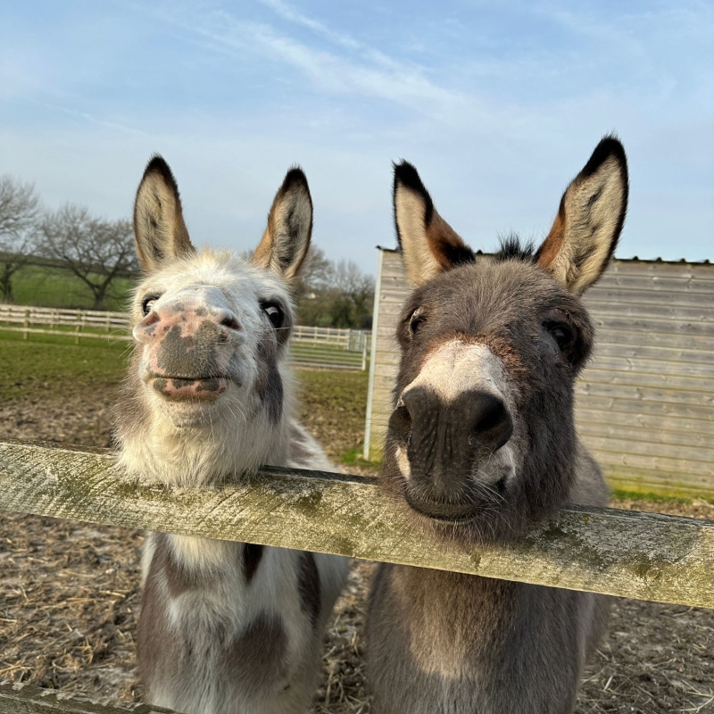 two smiling donkeys