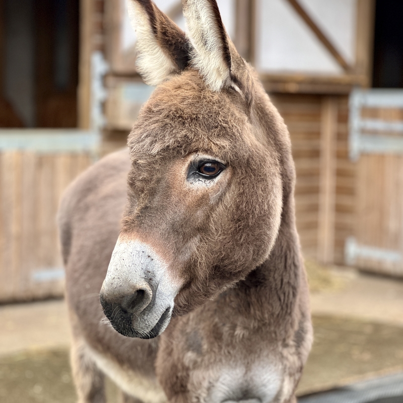 adorable donkey 