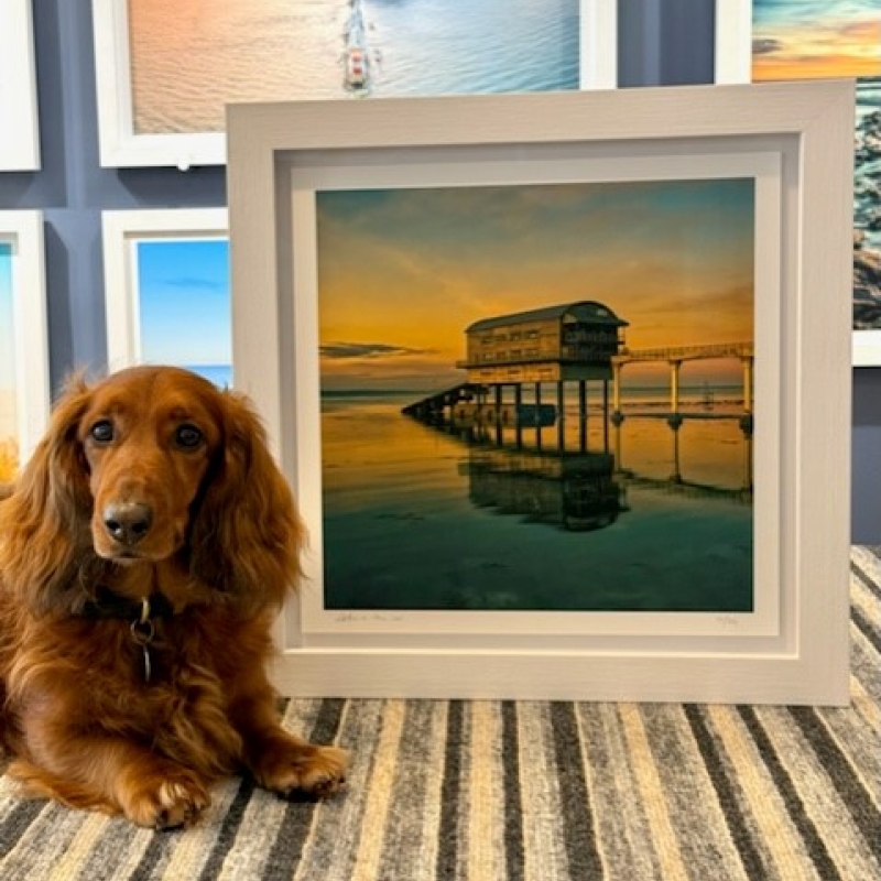 Alfie in the air print