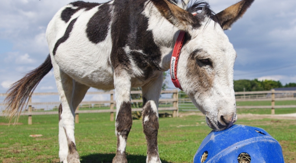 Donkey Sanctuary