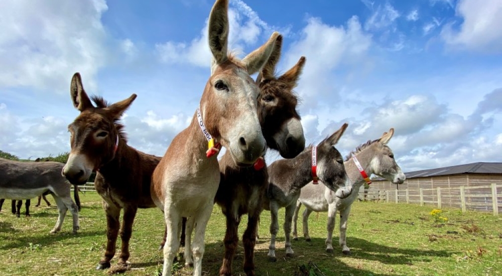 Donkey Sanctuary