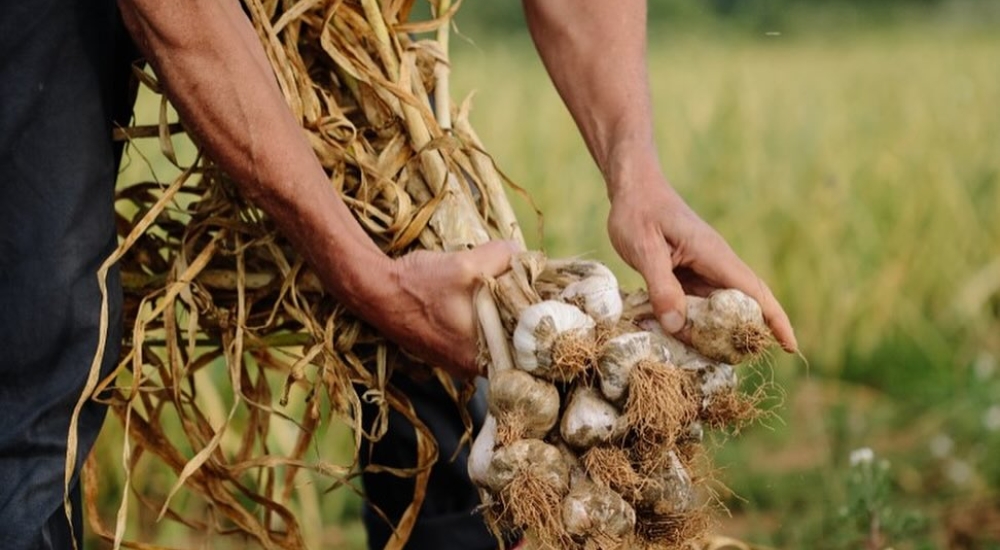 garlic farm