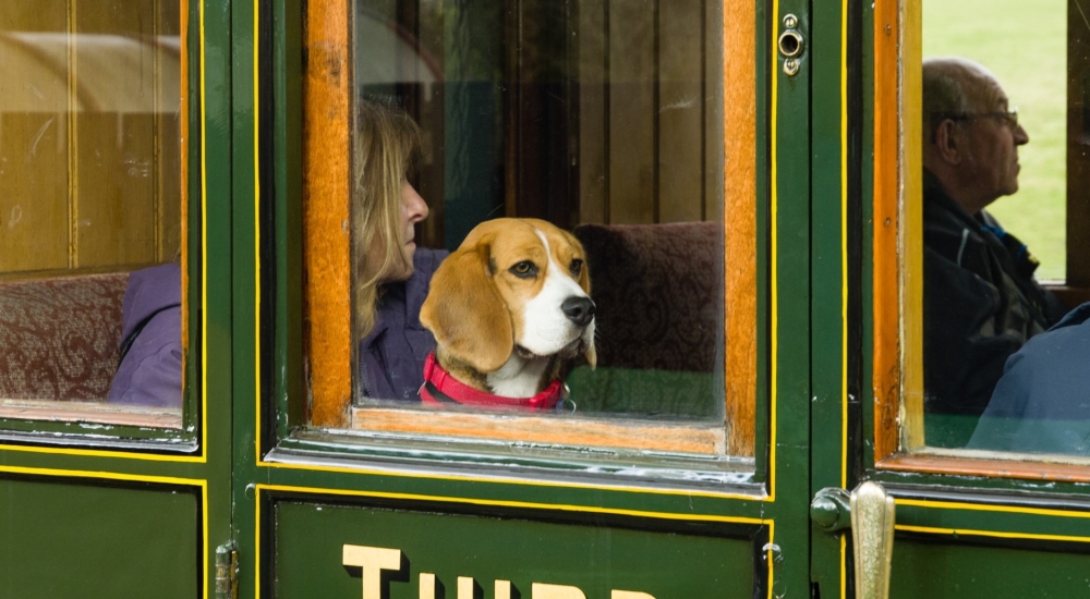 a beagle dog sat in the carriage of a vintage steam train