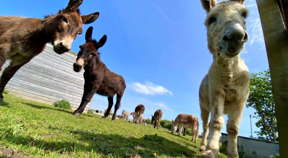 IOW Donkey Sanctuary