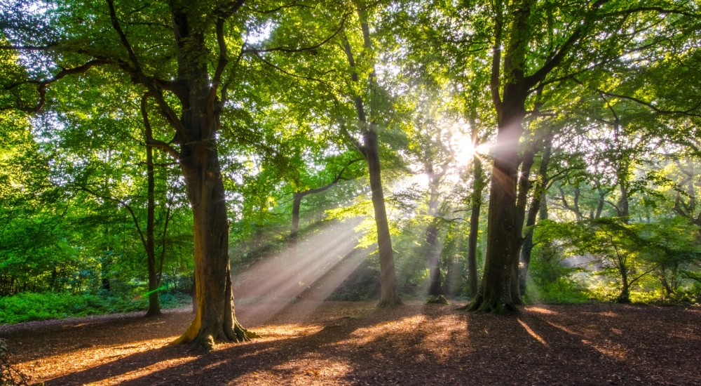 borthwood copse