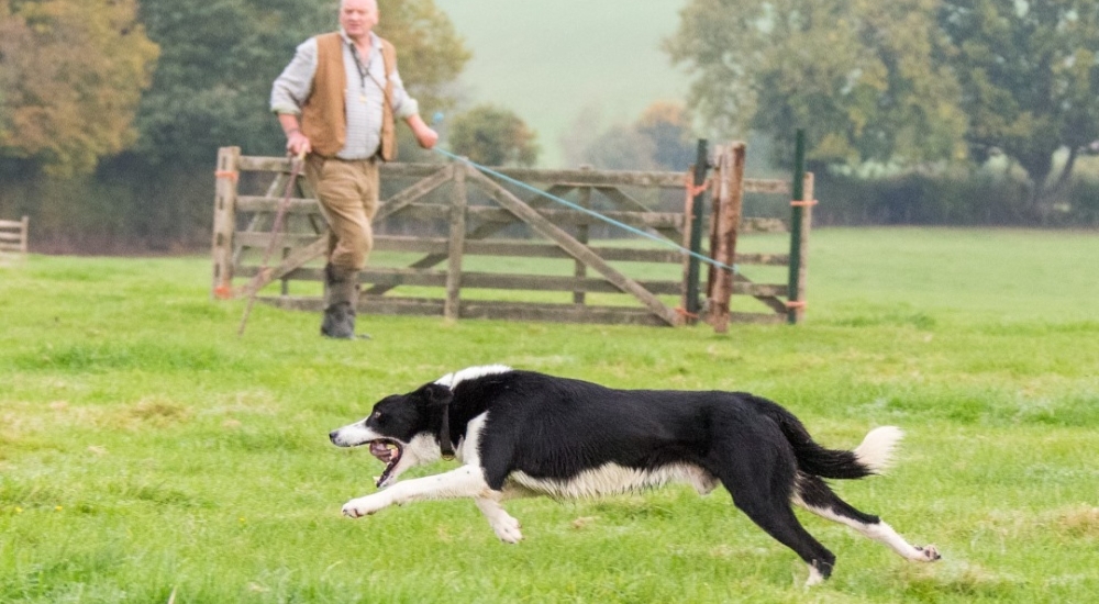 a sheepdog running with farmer in the background