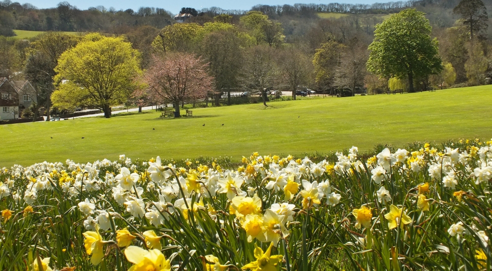 Daffodils