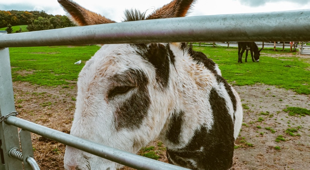 Isle of Wight Donkey Sanctuary