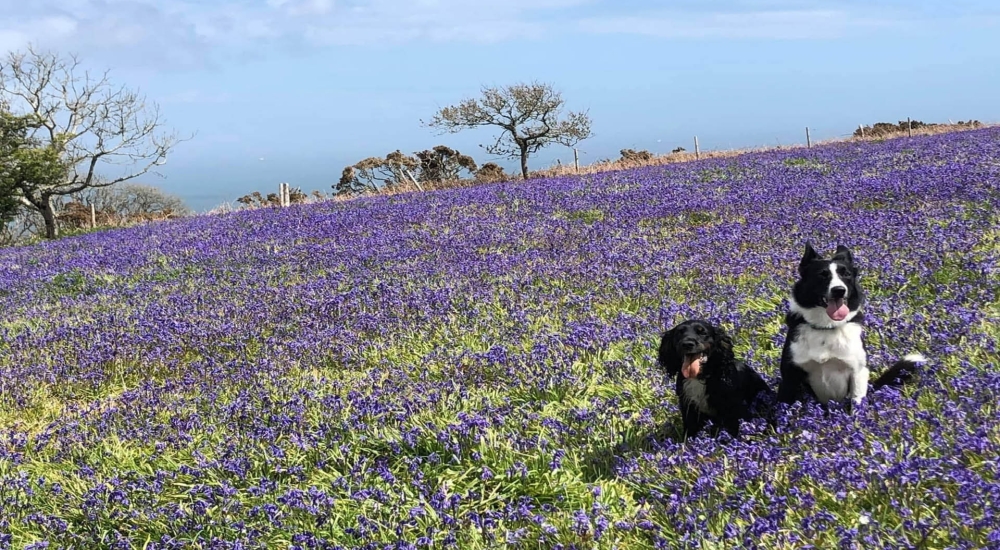 dash-and-bear surrounded by bluebells