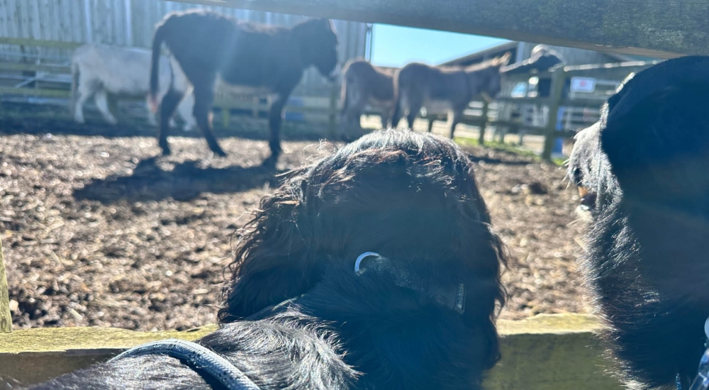 dash-and-bear at the IW donkey sanctuary