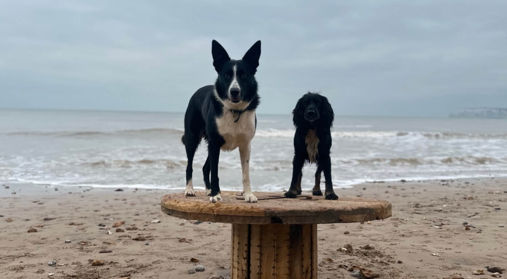 dash-and-bear on the beach