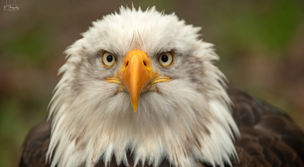 Falconry
