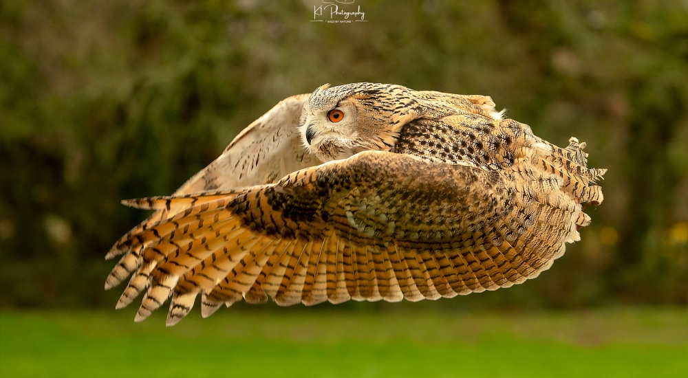 Falconry