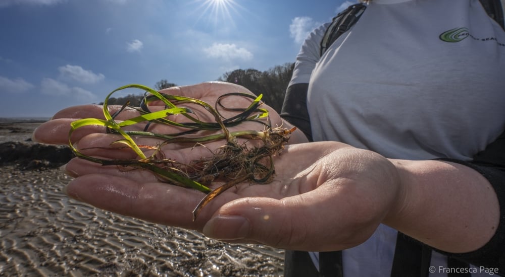 hands holding seagrass