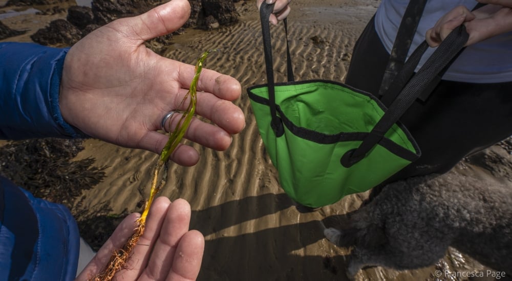 fragment of seagrass