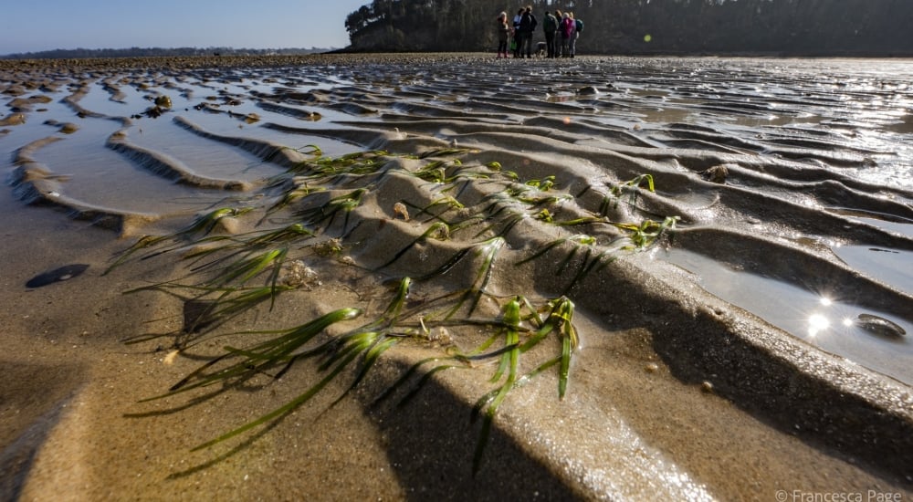 seagrass at low tide