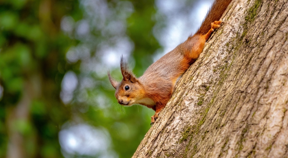 Red Squirrel