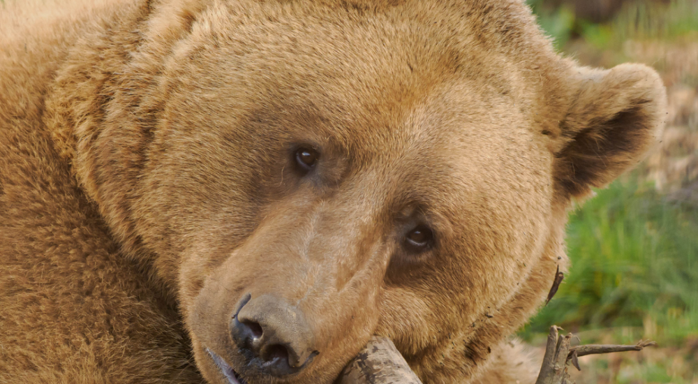 Bear at Wildheart Animal Sanctuary