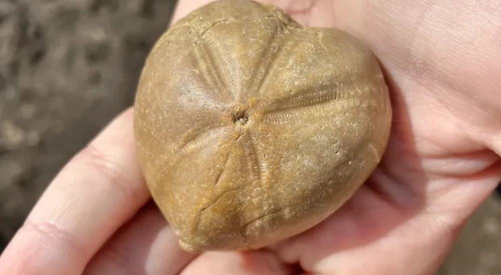fossil walks