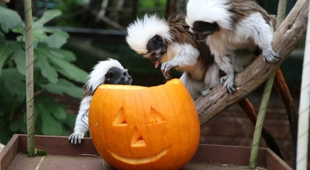 monkey with pumpkins