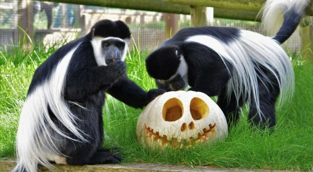 monkey with pumpkins
