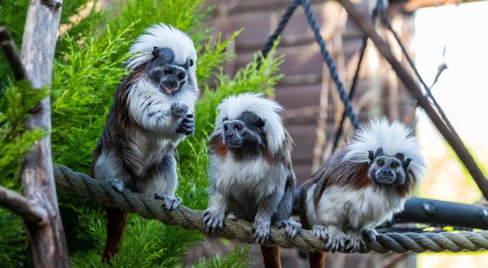 Three Cotton Top monkeys on a rope