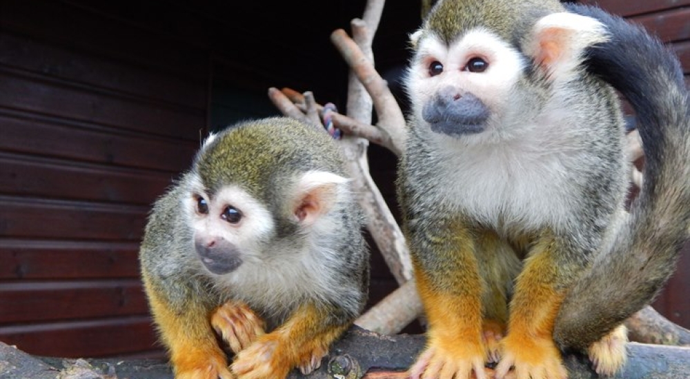 Two Squirrel monkeys on a branch