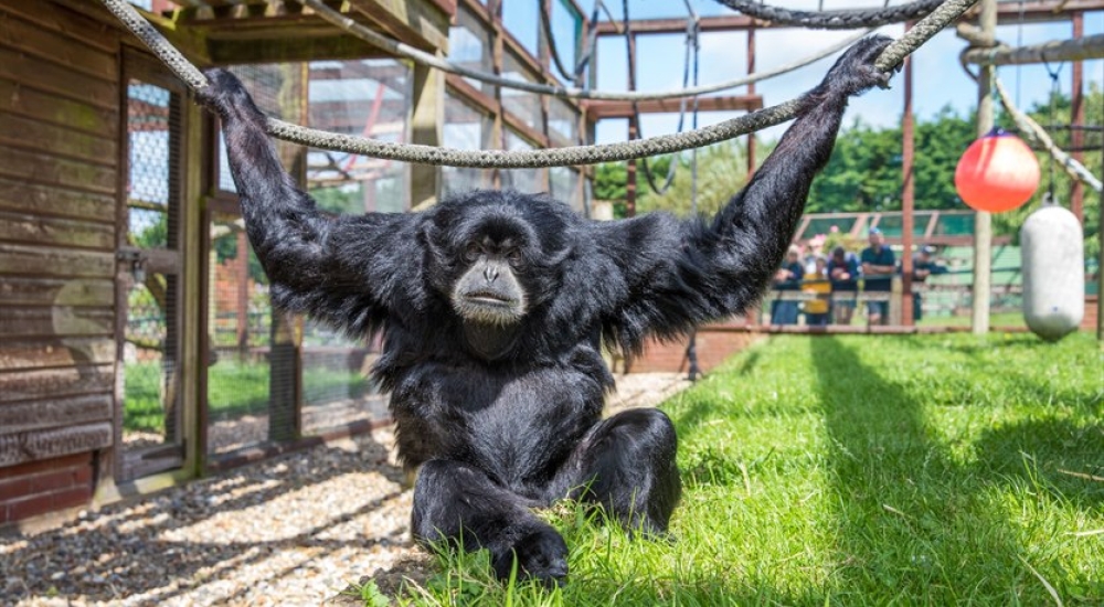 Xhabu the Siamang Gibbon hanging onto a rope
